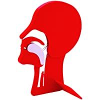 Laerdal - Modelo de sección de perfil de cabeza